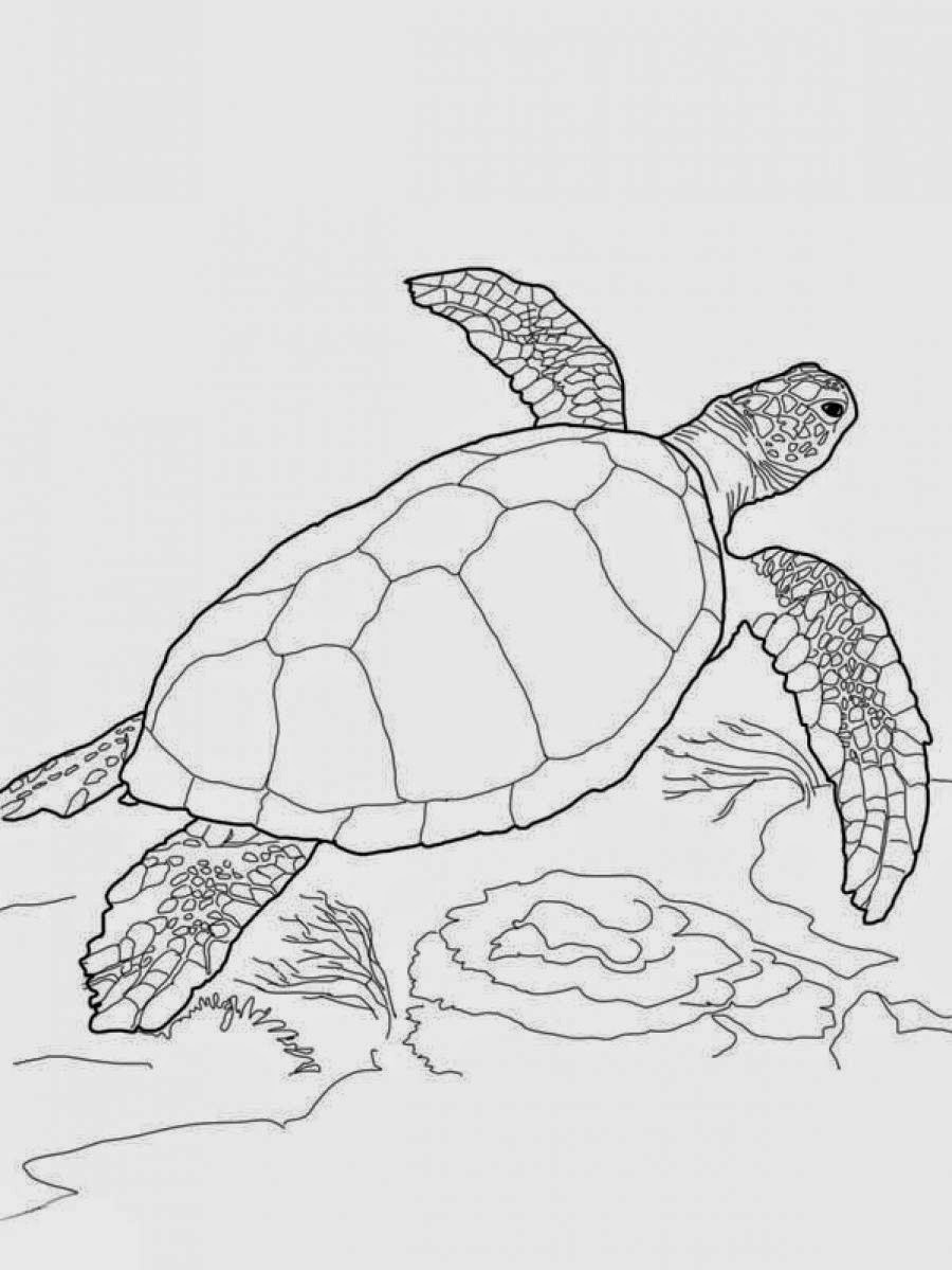 sea turtle coloring page sea turtle coloring pages getcoloringpagescom turtle coloring page sea 