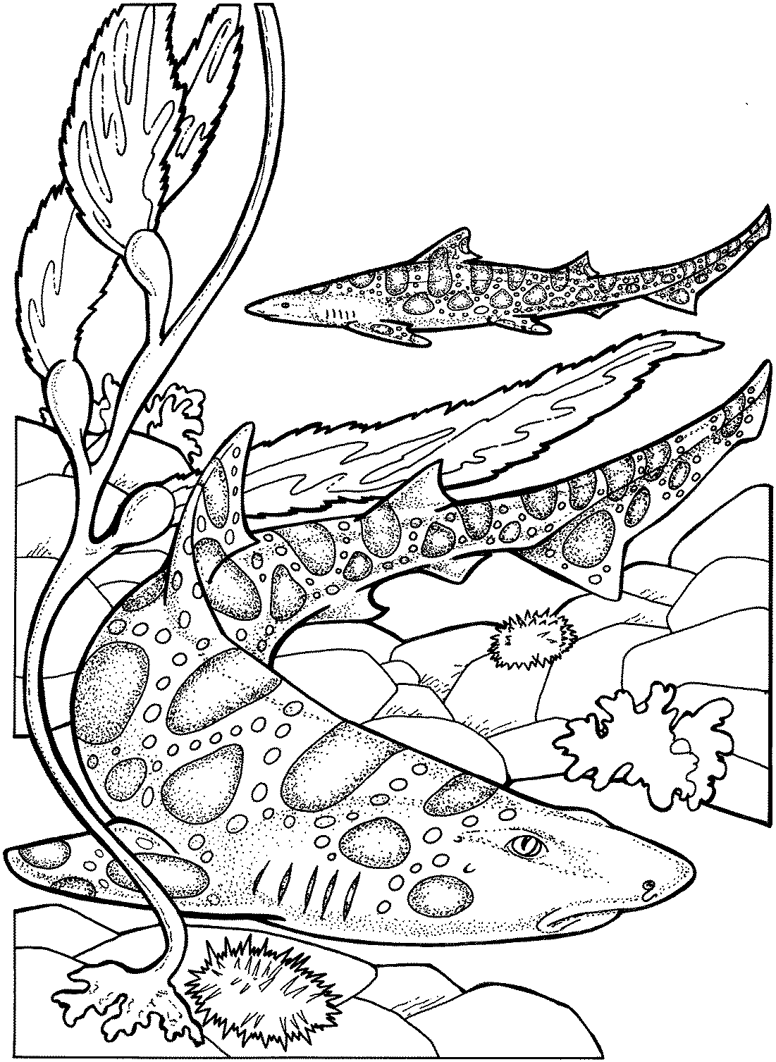 shark color pages free shark coloring pages color pages shark 
