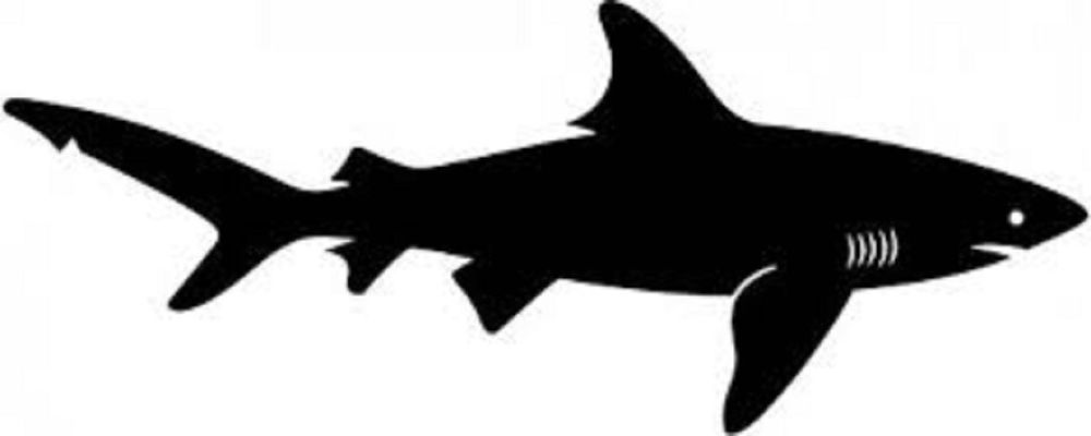 shark silouette freerange stock free photo portfolio from mohamedhassan silouette shark 