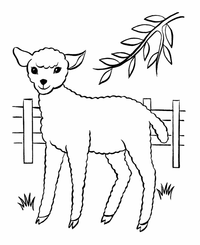 sheep coloring pages to print free printable sheep coloring pages for kids to pages sheep print coloring 