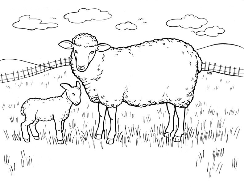 sheep pictures to color free printable sheep coloring pages for kids to color pictures sheep 