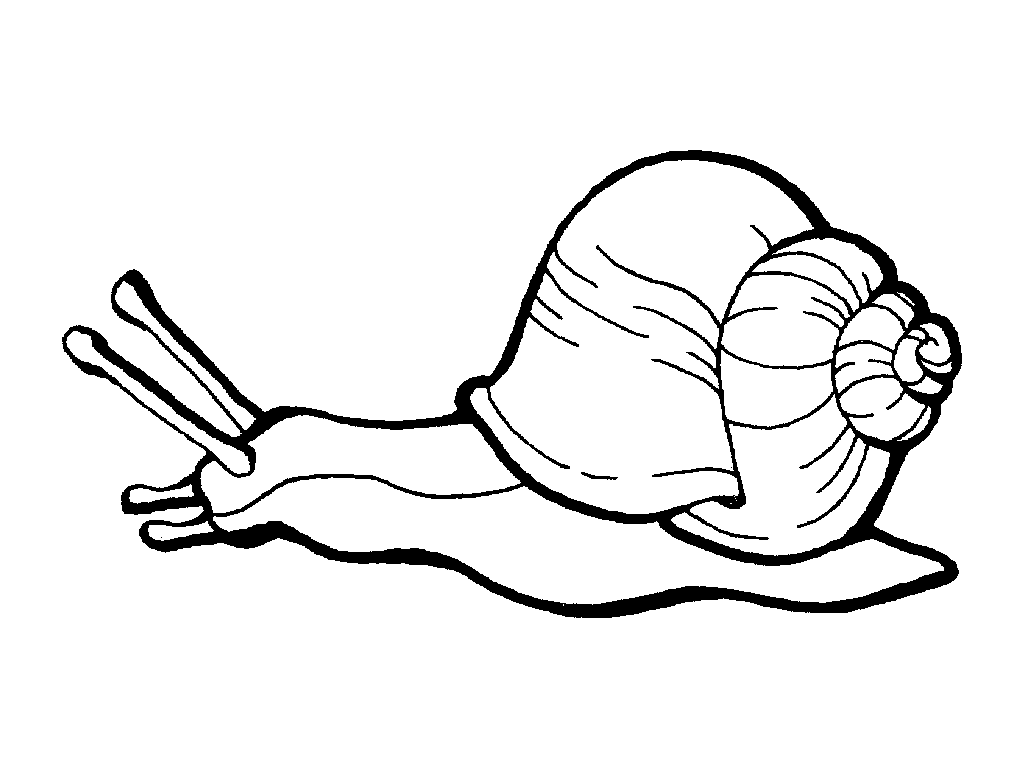 snail picture to colour snail coloring page getcoloringpagescom picture snail colour to 