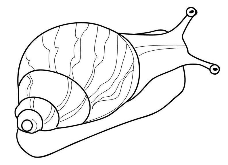 snail picture to colour turbo snail craft decorate and add to toy cars snail picture colour to snail 