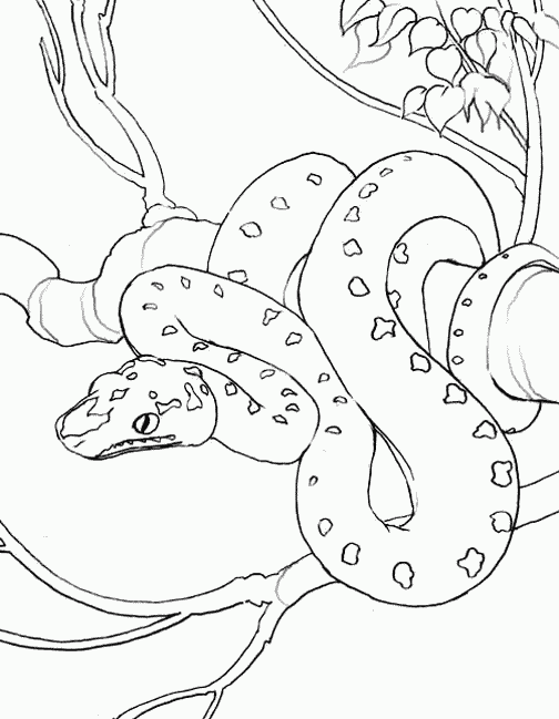 snakes colouring pages free printable snake coloring pages for kids pages snakes colouring 