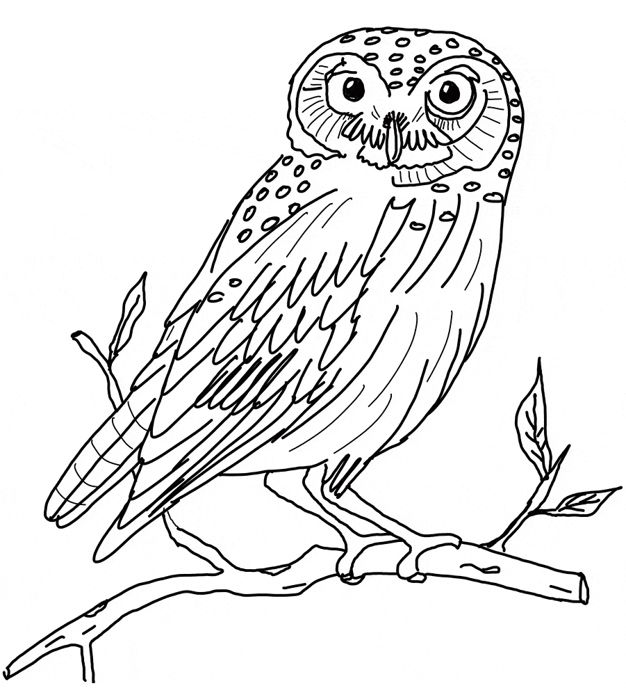 snowy owl coloring page 27 best images about snowy owls on pinterest owl coloring page snowy 