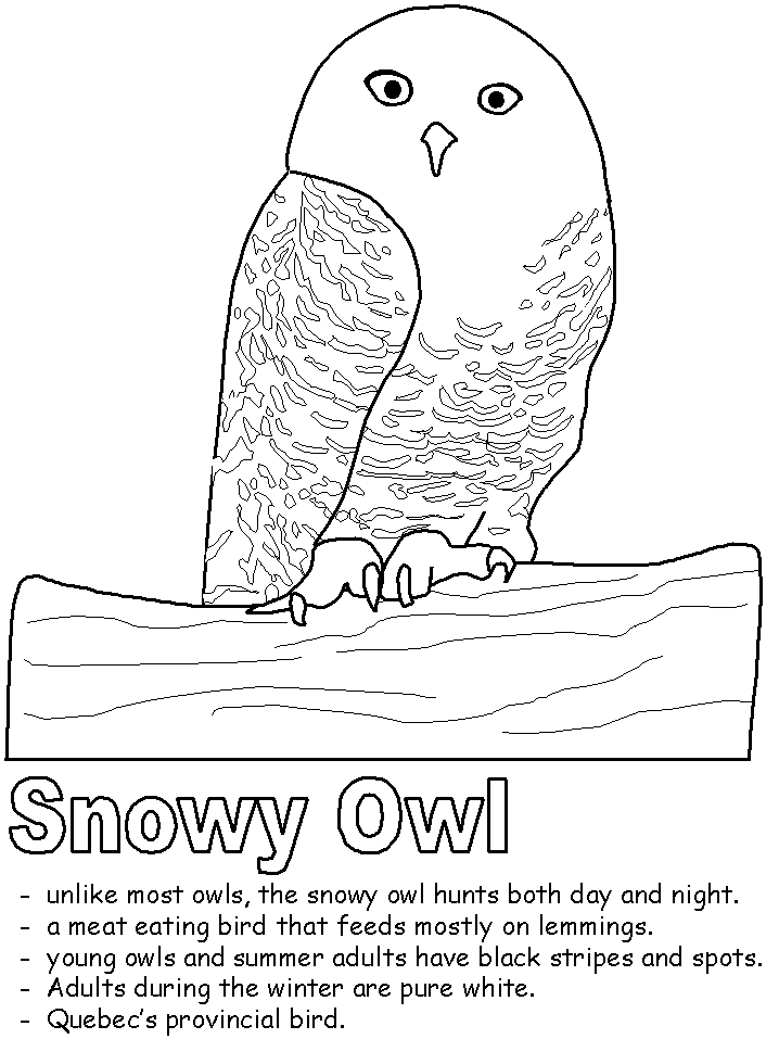 snowy owl coloring page free printable owl coloring pages for kids cool2bkids snowy owl page coloring 