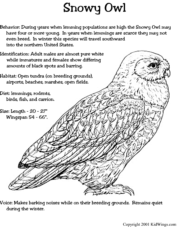 snowy owl coloring page free printable owl coloring pages for kids cool2bkids snowy owl page coloring 1 1
