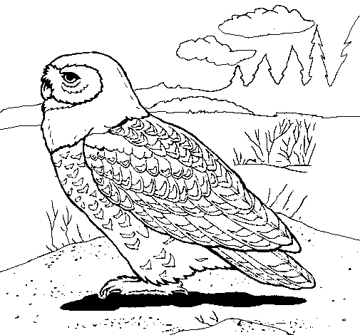 snowy owl coloring page meer dan 1000 afbeeldingen over uilen haviken op owl snowy page coloring 