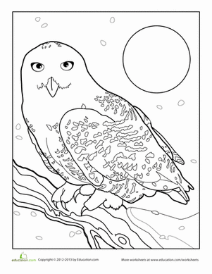 snowy owl coloring page snowy owl coloring page coloringcrewcom coloring snowy page owl 
