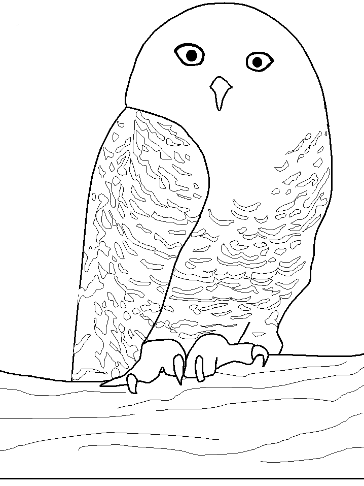 snowy owl coloring page snowy owl coloring page photo by laurieslegends photobucket page owl snowy coloring 