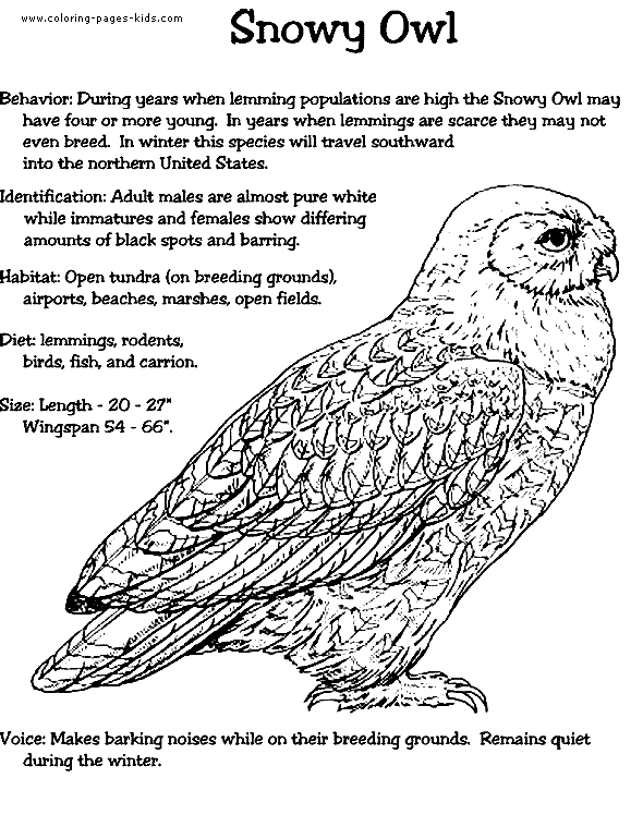 snowy owl coloring page snowy owl drawing at getdrawingscom free for personal snowy coloring page owl 