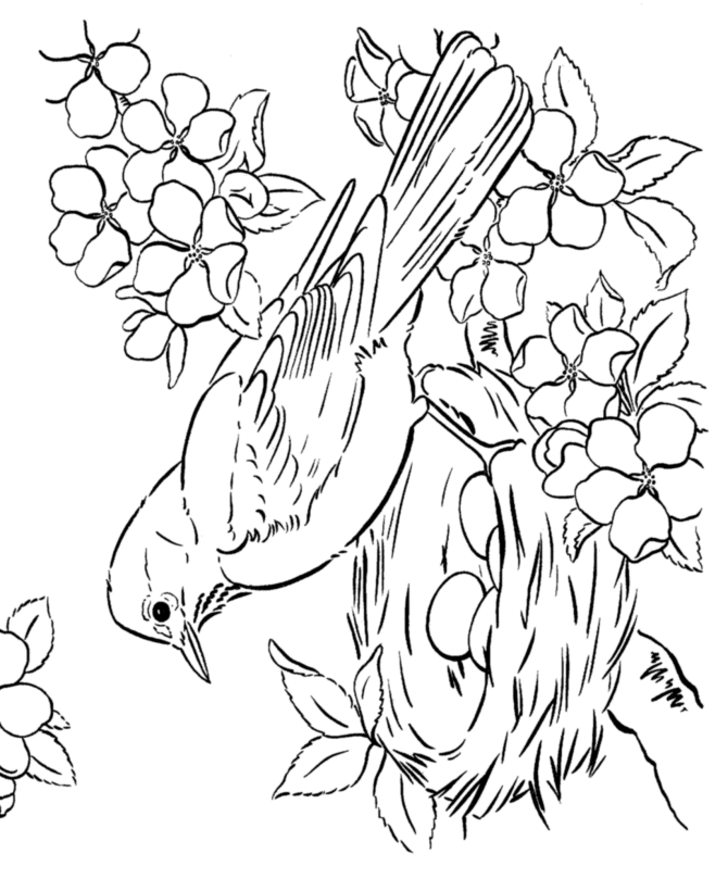 spring birds coloring pages spring coloring pages getcoloringpagescom coloring birds pages spring 
