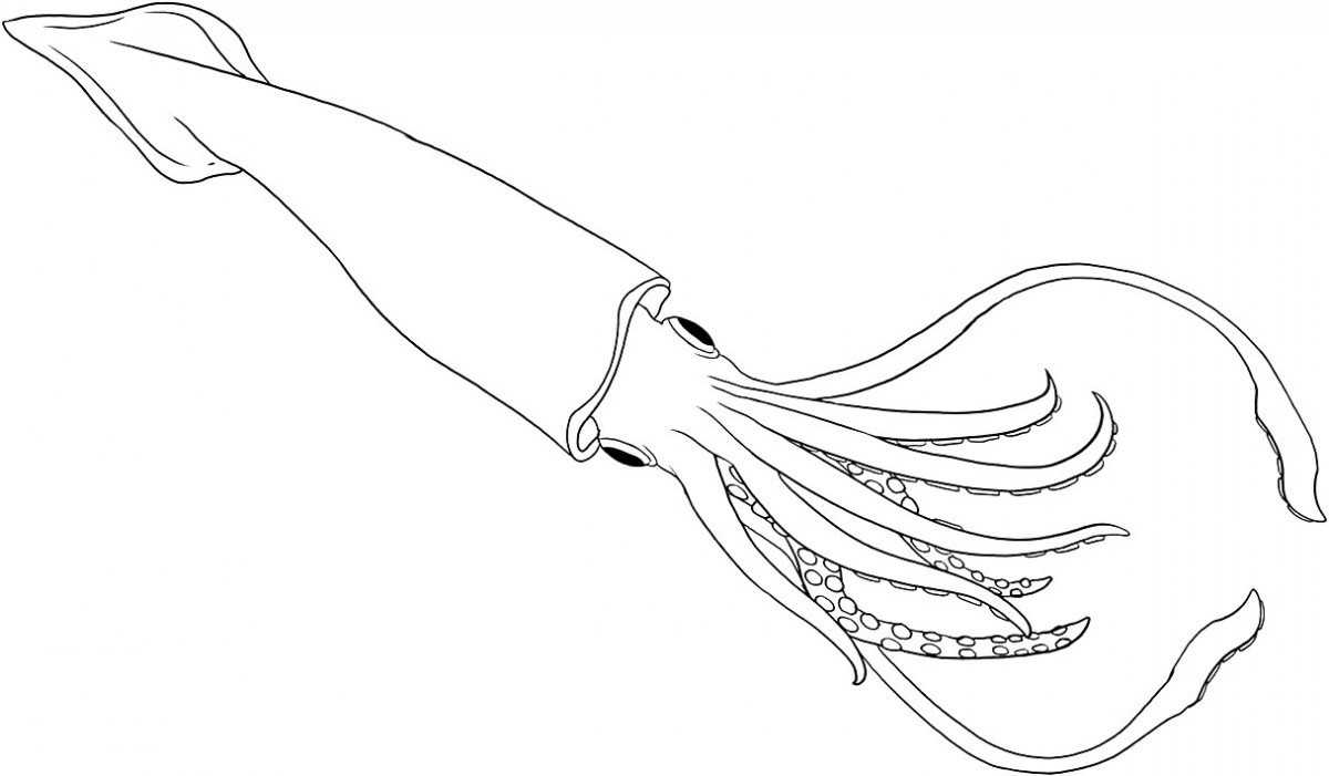 squid coloring pages deep ocean giant squid coloring page free printable pages coloring squid 