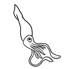 squid coloring pages squid coloring pages to download and print for free coloring squid pages 