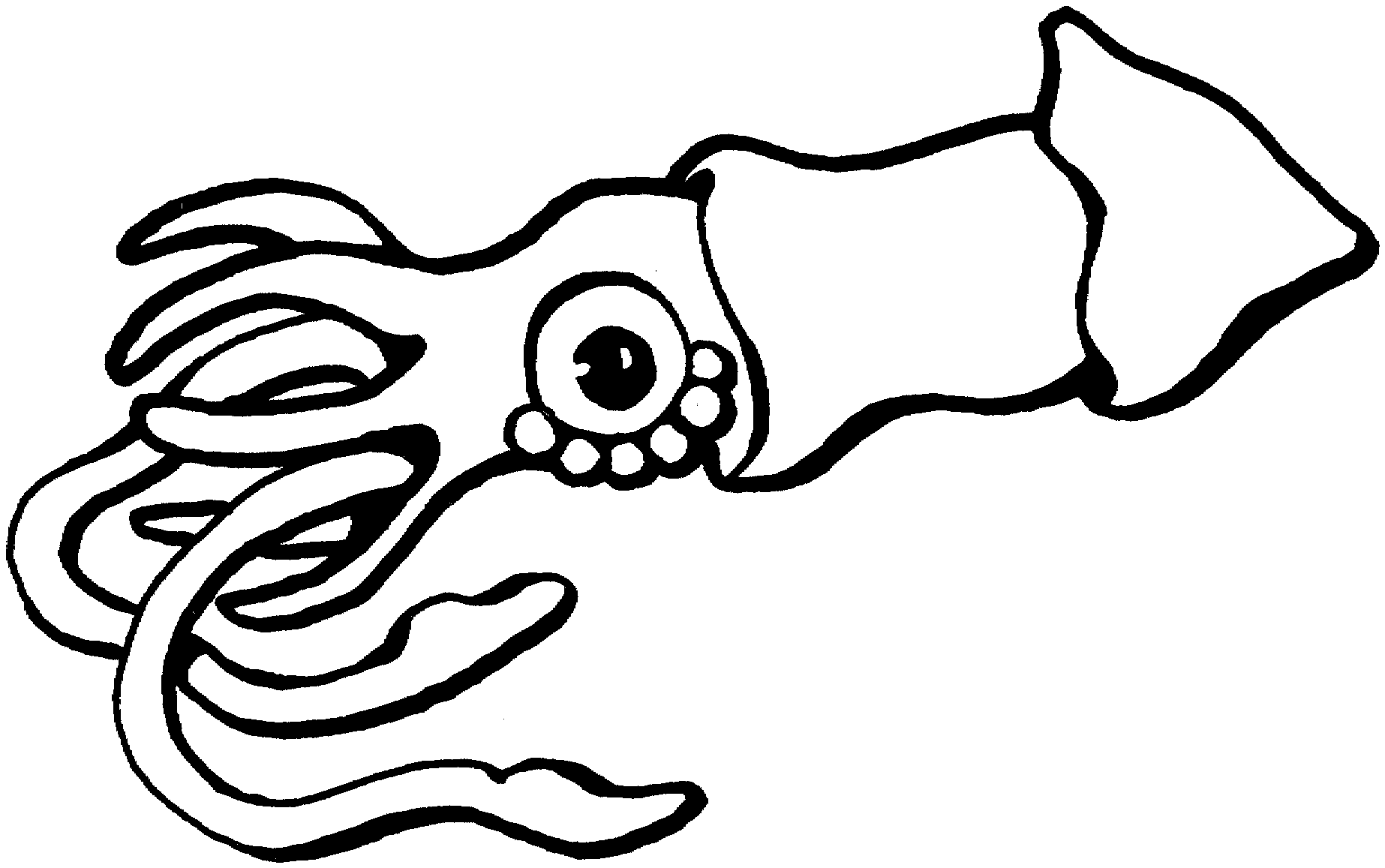squid coloring pages squid coloring pages to download and print for free squid coloring pages 