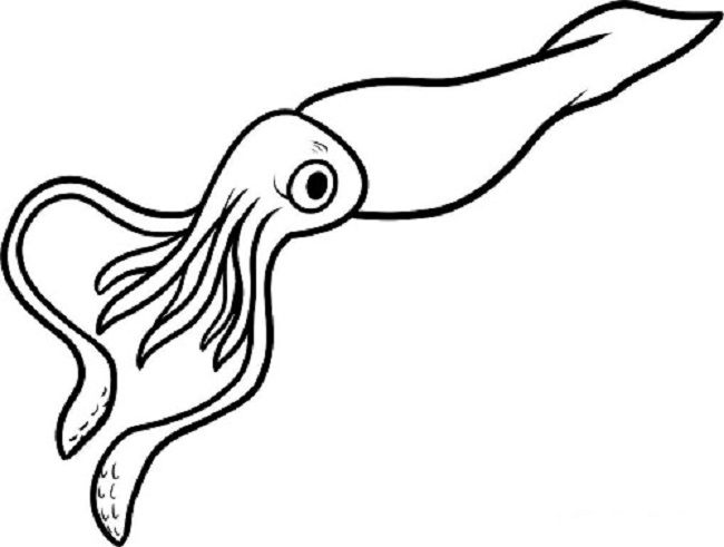 squid coloring pages squid coloring pages to printable marine animals coloring pages squid 