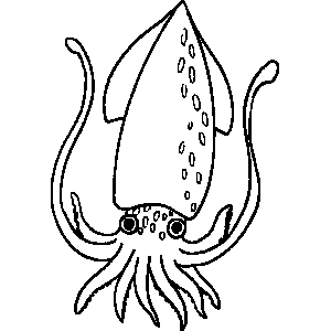 squid coloring pages squid coloring pages to printable marine animals coloring squid pages 