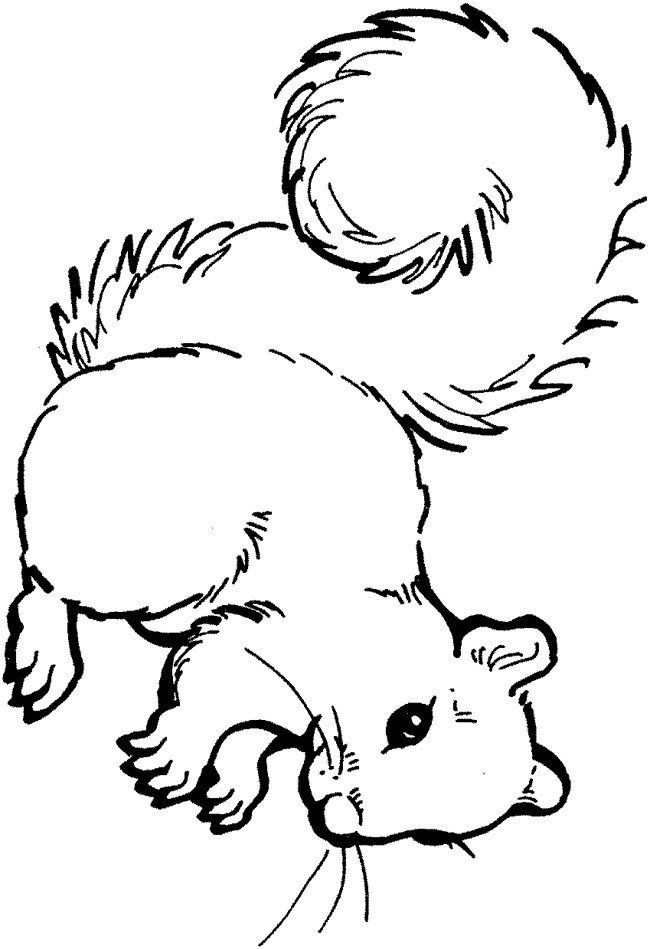 squirrel colouring squirrel pictures to print clipartsco squirrel colouring 