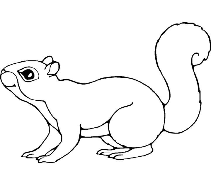 squirrel pictures to print a beautiful squirrel coloring page recipes party ideas to print pictures squirrel 