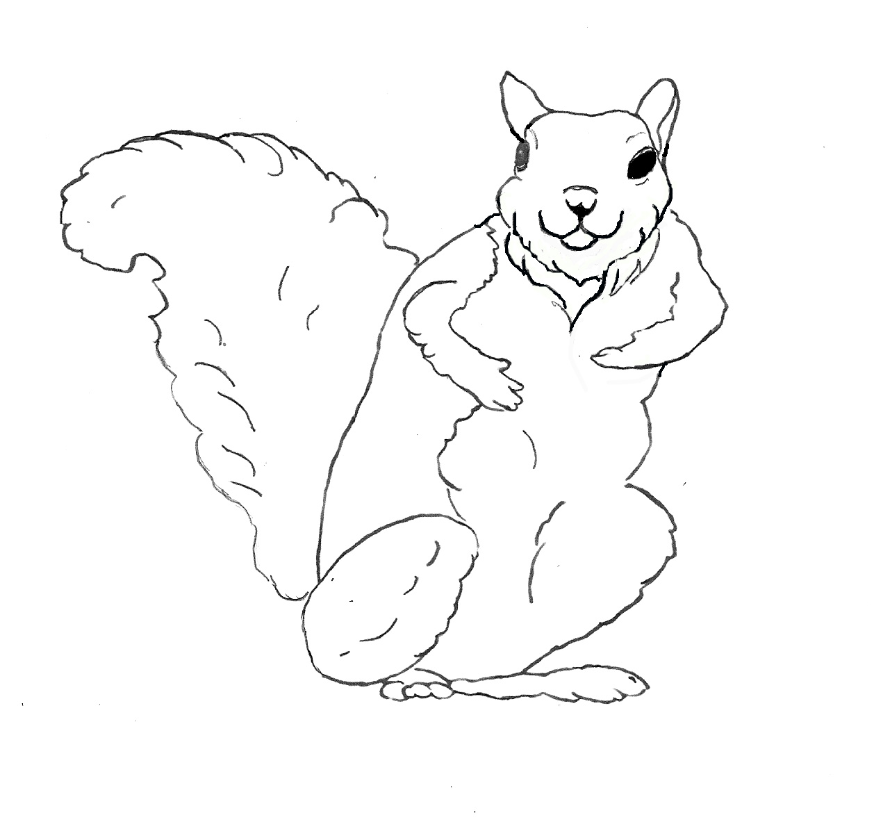 squirrel pictures to print free printable squirrel coloring pages for kids to squirrel print pictures 