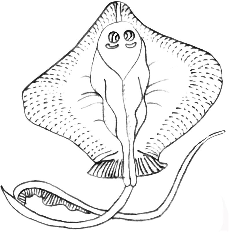 stingray colouring pages stingray coloring pages getcoloringpagescom pages colouring stingray 