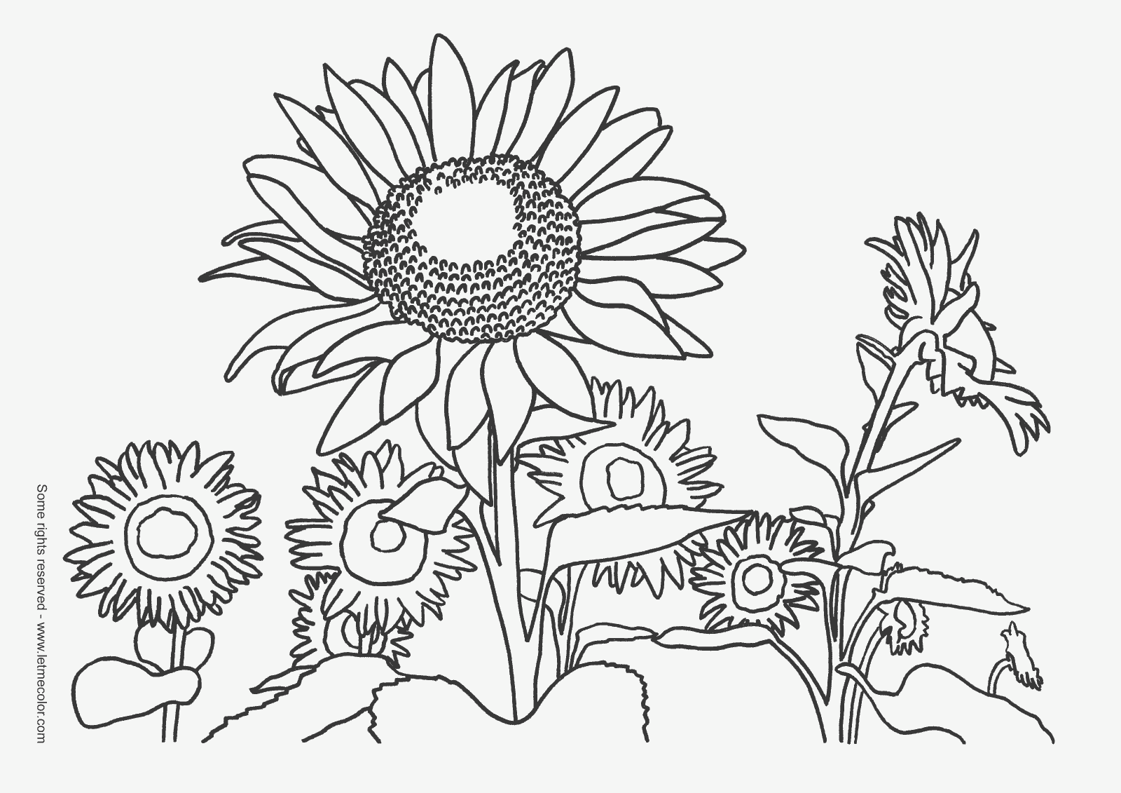 sunflower coloring pictures printable sunflower coloring pages for kids cool2bkids sunflower coloring pictures 