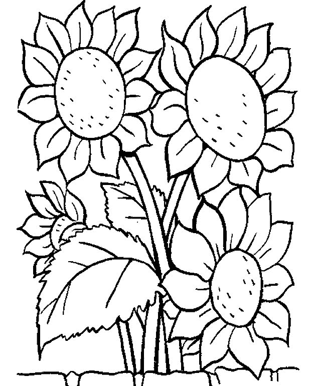 sunflower coloring pictures sunflowers coloring page free printable coloring pages sunflower pictures coloring 