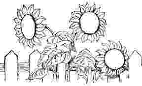 sunflower to color coloring activity pages sunflower color by number color sunflower to 