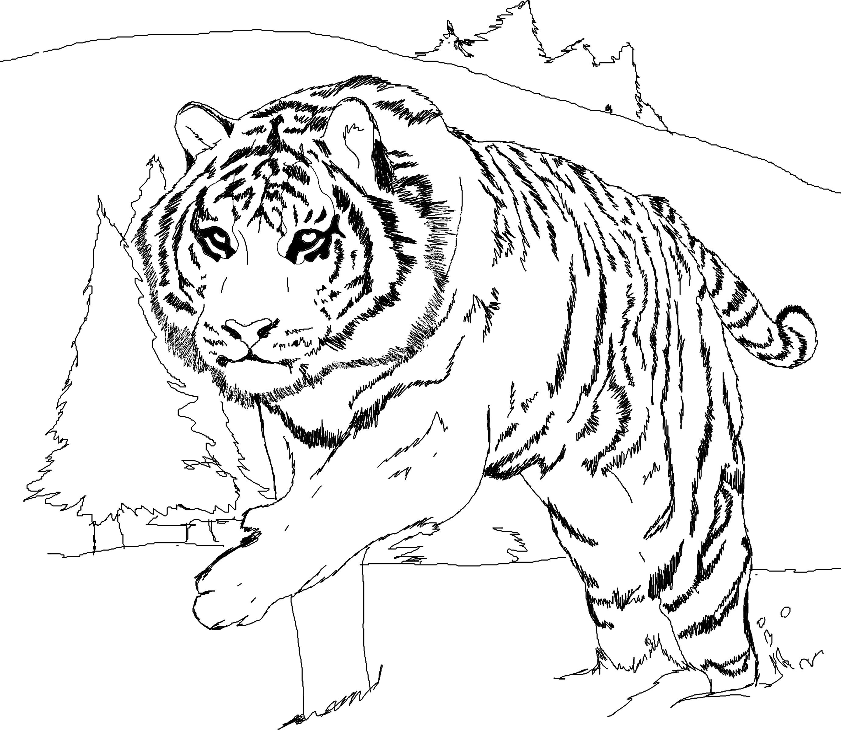 tiger coloring page coloring pages how to draw a tiger how to draw a tiger coloring tiger page 