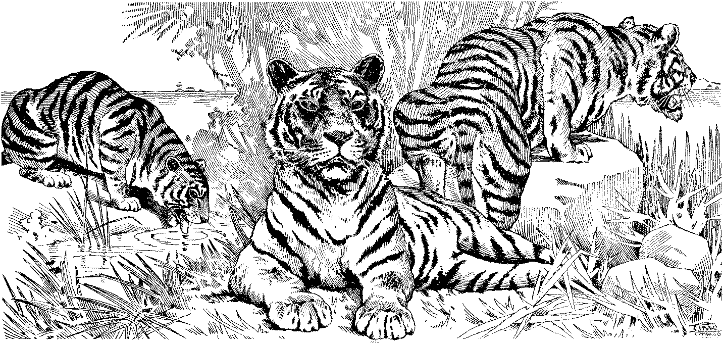 tiger coloring page tiger coloring pages kidsuki tiger page coloring 