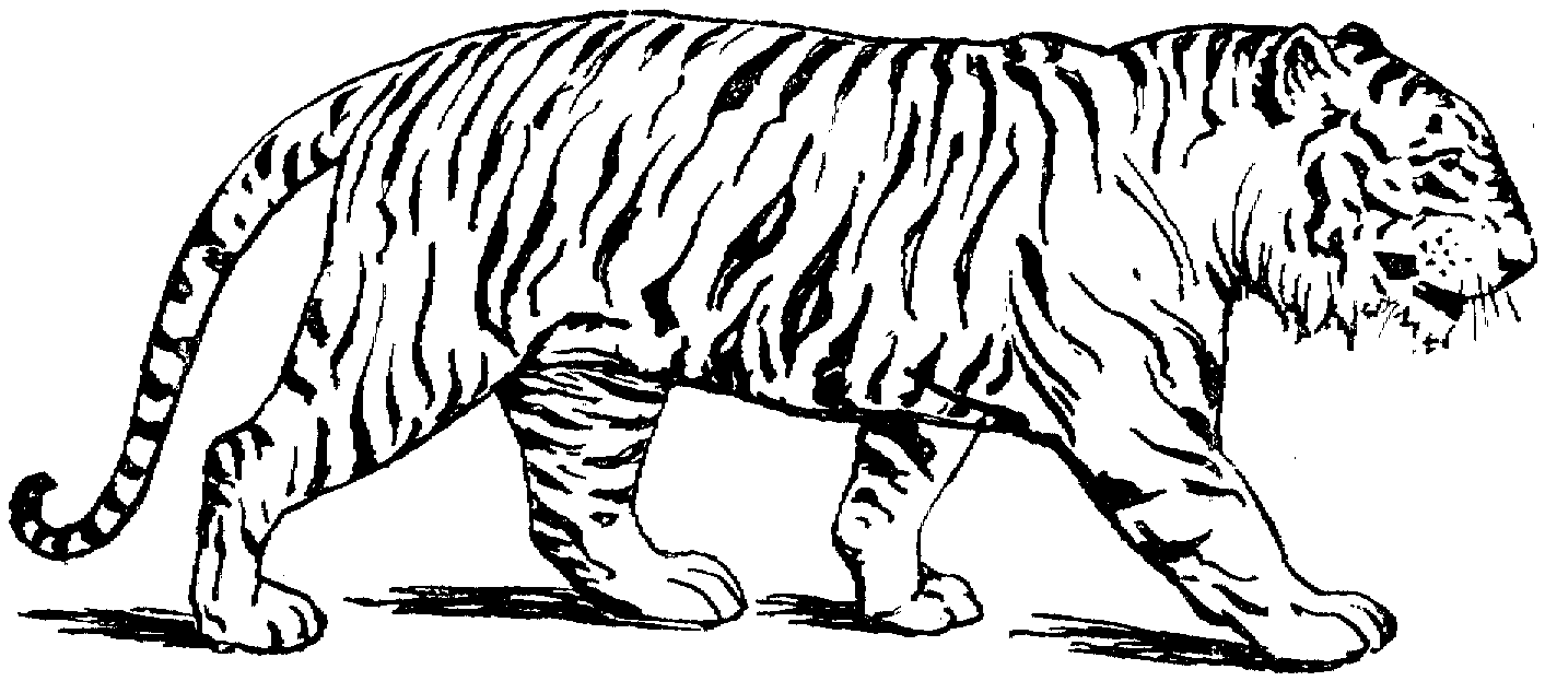 tiger to color free printable animal tiger coloring pages color to tiger 