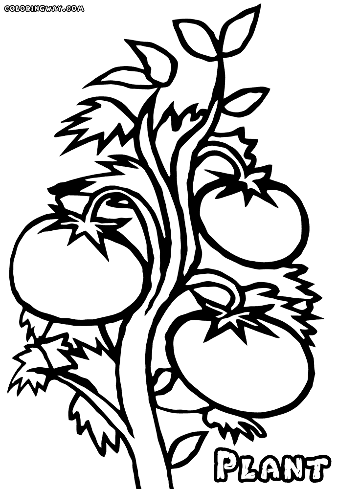 tomatoes coloring pages top 10 tomato coloring pages your toddler will love to color coloring pages tomatoes 