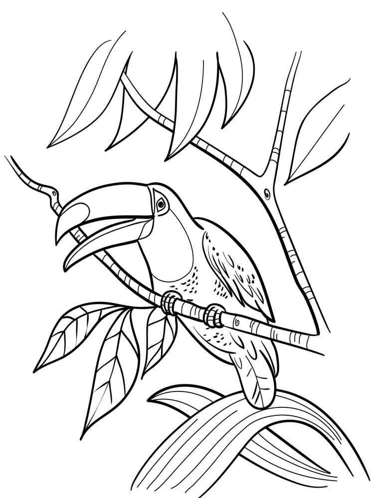 toucan pictures to print toucan coloring page bird coloring pages coloring pages to pictures print toucan 