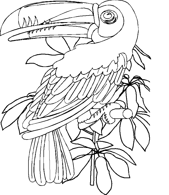 toucan pictures to print toucan coloring page kidexplorers christiananswersnet pictures to toucan print 