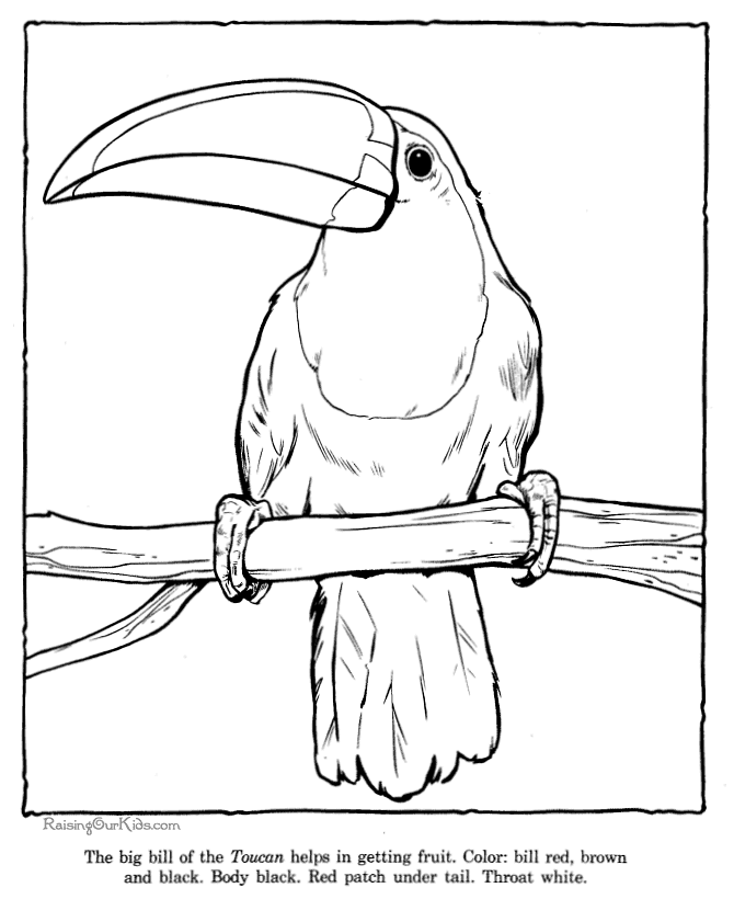 toucan pictures to print toucan coloring pages getcoloringpagescom to print toucan pictures 