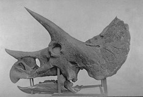 triceratop triceratops wikipedia triceratop 