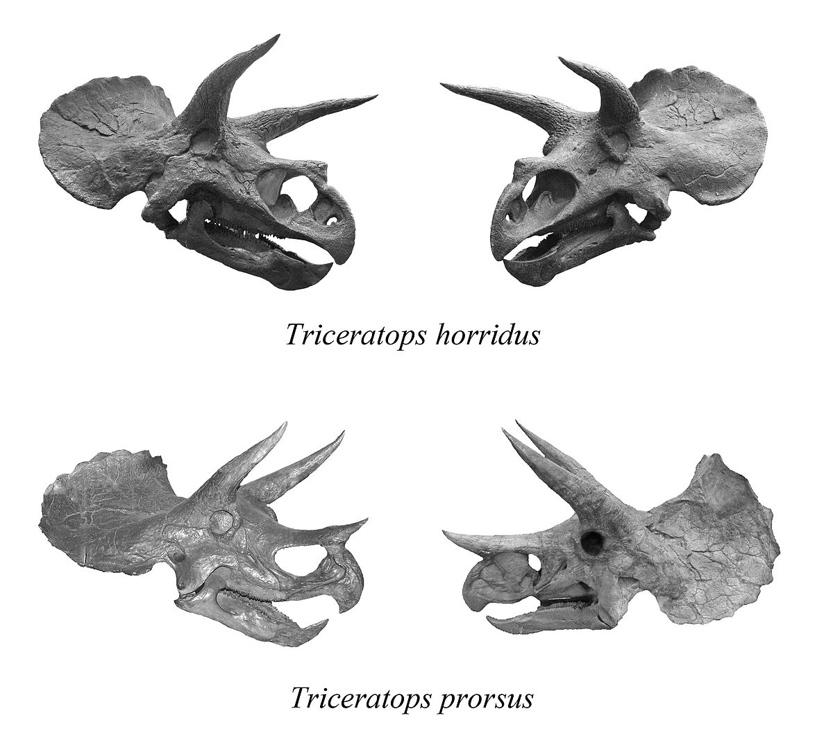 triceratop triceratops wikispecies triceratop 