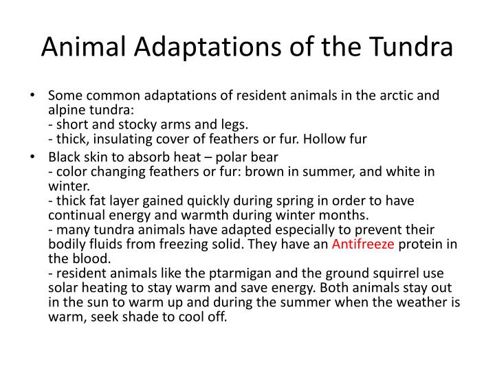 tundra animals arctic tundra animals coloring pages free printable animals tundra 