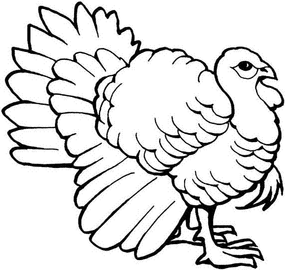 turkeys to color cool thanksgiving coloring pages for children color turkeys to 