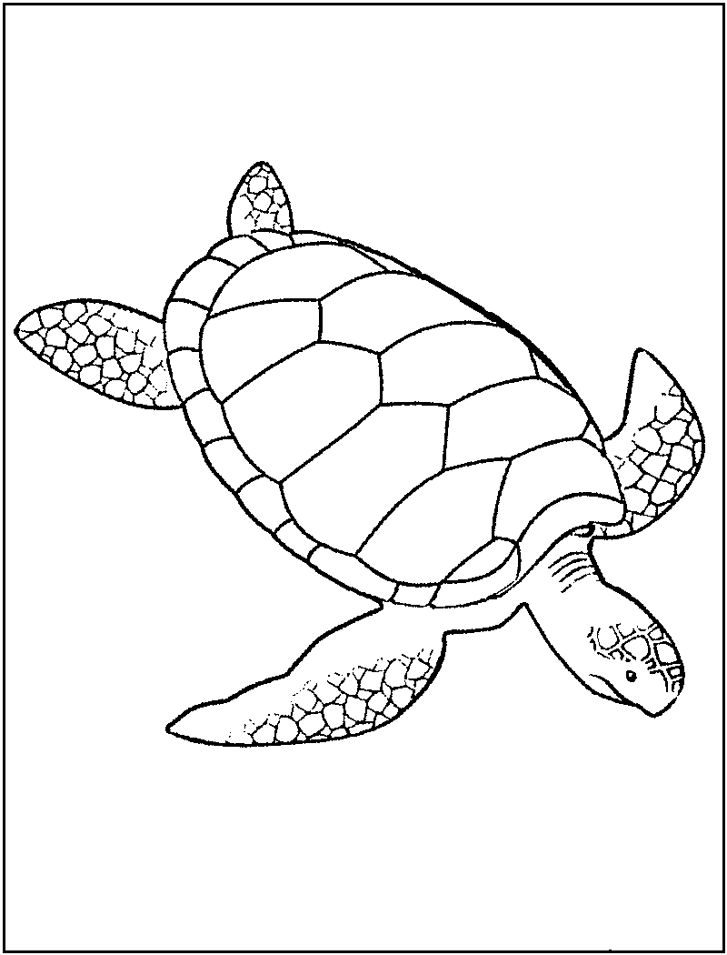 turtle colouring sheets printable sea turtle coloring pages for kids cool2bkids colouring turtle sheets 