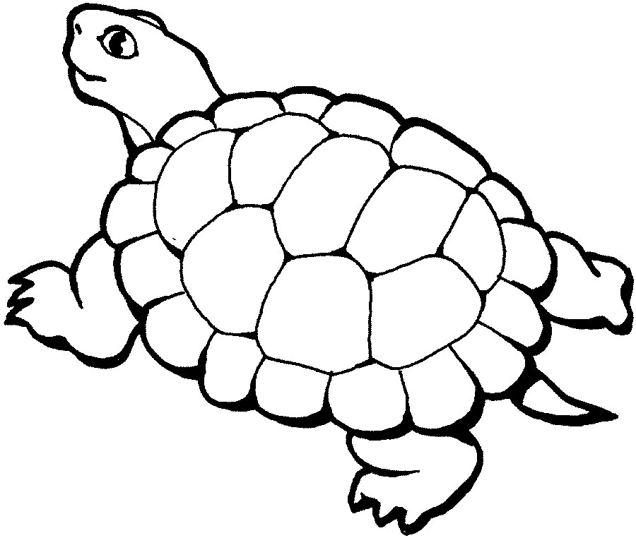 turtle colouring sheets turtle coloring page only coloring pages sheets colouring turtle 