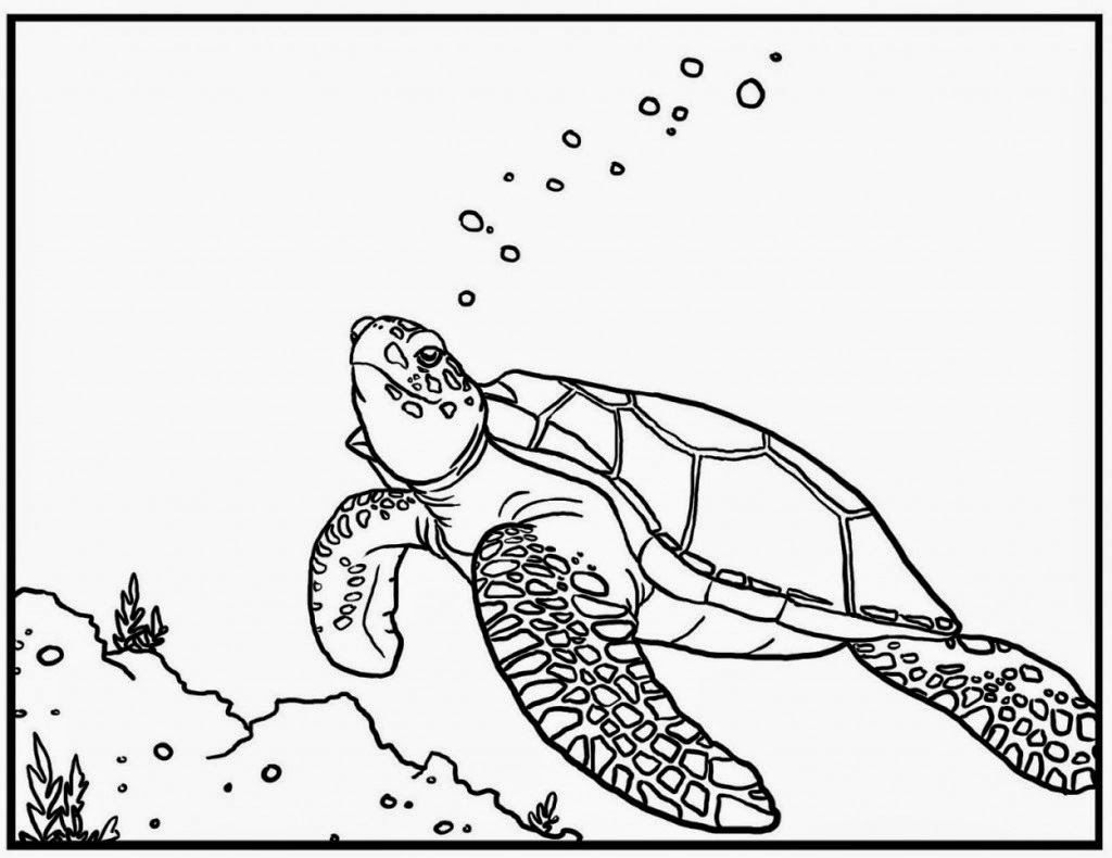 turtle pictures to print neptune 911 for kids print and color the turtle seahorse turtle print to pictures 
