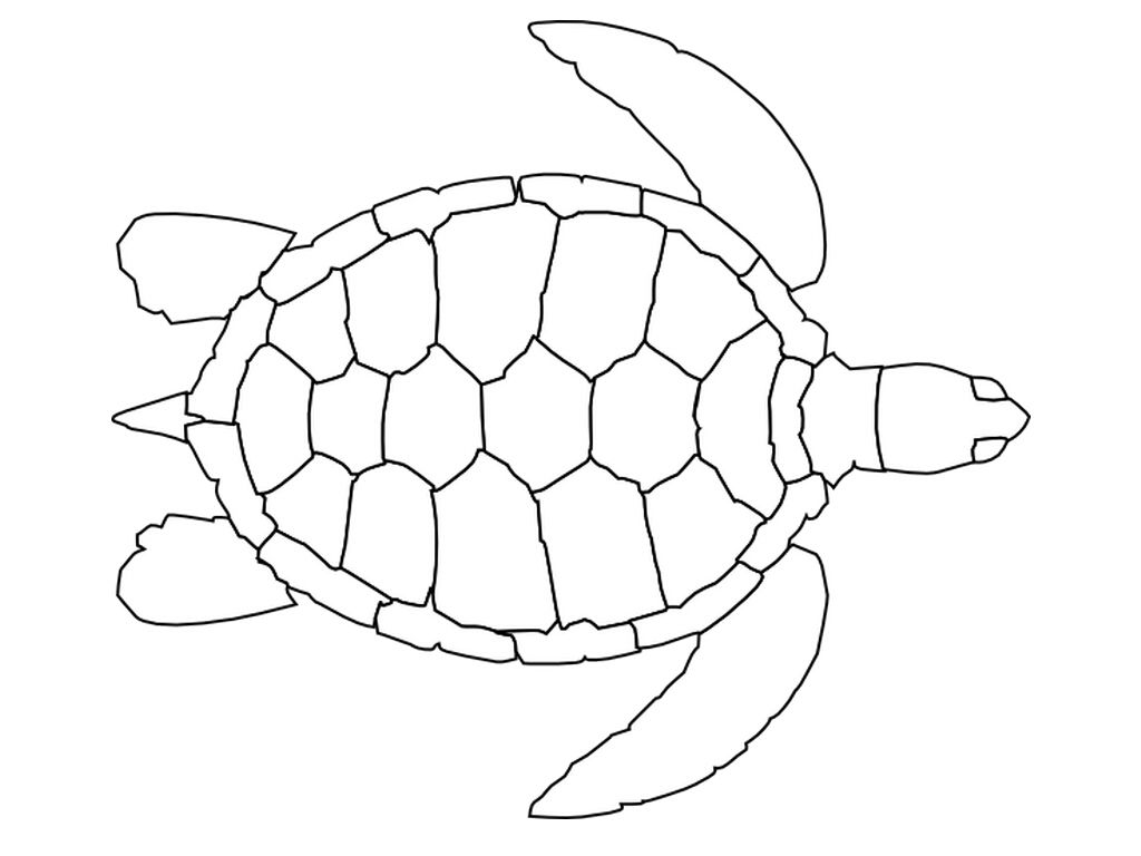 turtle pictures to print turtle coloring page nuttin39 but preschool teaching print to pictures turtle 
