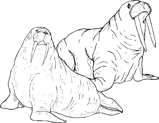 walrus coloring pages 12 free animal walrus coloring sheet for kids coloring pages walrus 