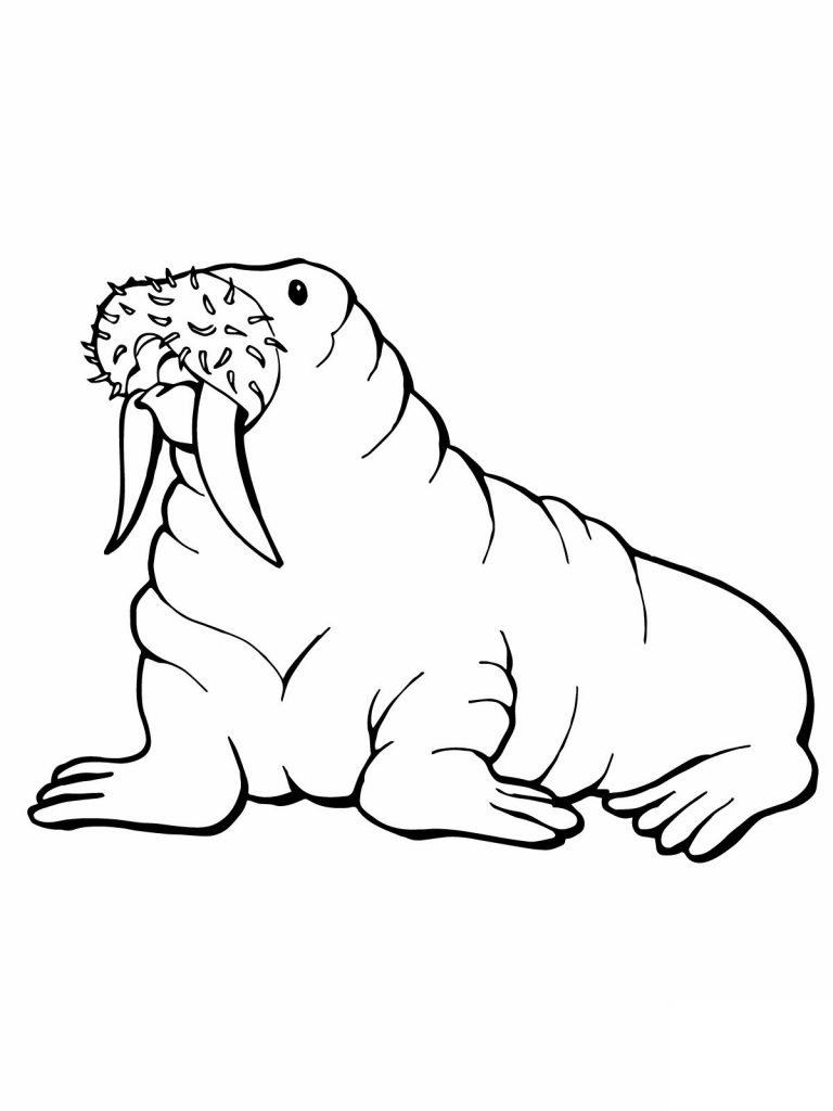 walrus coloring pages free printable walrus coloring pages for kids walrus coloring pages 