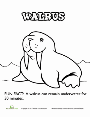 walrus pictures to print printable walrus coloring pages for kids cool2bkids print to walrus pictures 