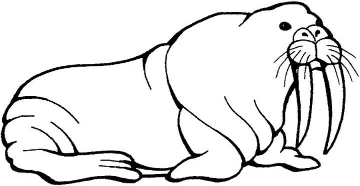 walrus pictures to print printable walrus coloring pages for preschoolers pictures walrus print to 