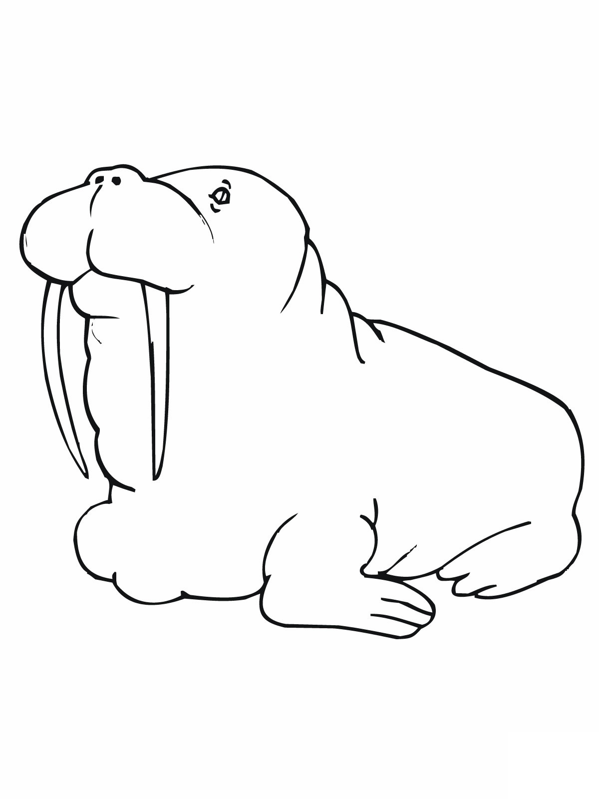walrus pictures to print walrus animal coloring pages coloring pages print to walrus pictures 