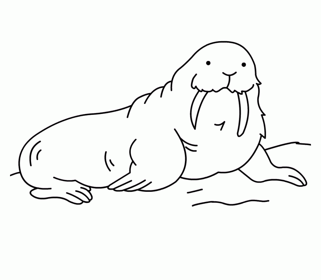 walrus pictures to print walrus coloring page for kids free printable picture walrus print to pictures 