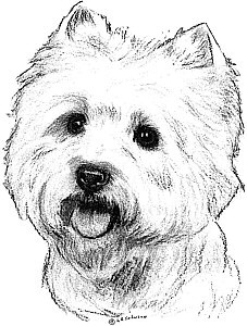 westie coloring pages west highland terrier coloring pages sketch coloring page pages coloring westie 